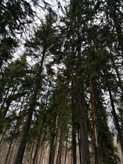 Looking up Green forest. Trees with green Leaves, blue sky and sun light. 