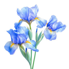 Iris flowers on display on transparent background.