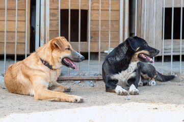 Dog in animal shelter. Homeless sad dog in a cage.