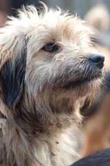 Dog in animal shelter. Homeless sad dog in a cage.