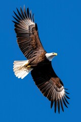 Obraz premium Eagle soars high against blue sky, wings spread wide, powerful flight nature