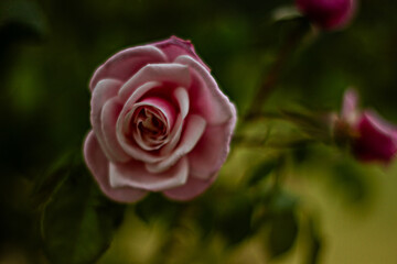 pink rose in garden