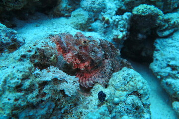Red Sea | Egypt | Underwater | Scuba Diving