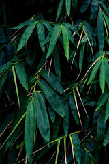 Raindrops splashing on green bamboo leaf texture background