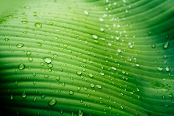 Water drops on green banana leaf texture, purity nature background