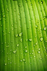 Rain drops on green banana leaf, Purity nature background