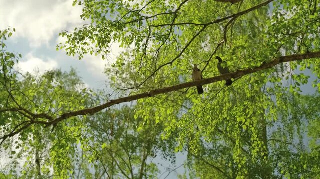 Warm slow motion wildlife - pigeons flying and sitting on spring birch tree