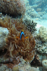 Red Sea | Egypt | Underwater | Scuba Diving