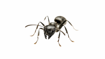 a silver insect on a transparent background, PNG image, PNG file, Generative art.