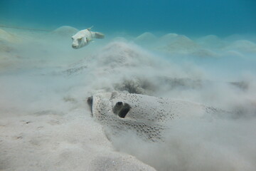 Red Sea | Scuba Diving | Egypt | Summer | Underwater life