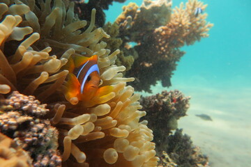 Red Sea | Scuba Diving | Egypt | Summer | Underwater life