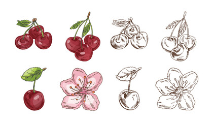 Hand drawn vintage sketch set of cherry fruits and blossoms in colored and monochrome style, isolated vector illustration