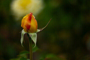 red yellow rose bud