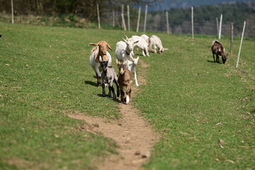 Verschiedene Ziegen auf der Frühlingsweide