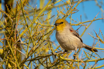Verdin sitting on a branch at Gateway Loop Trail in Scottsdale, Arizona