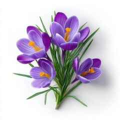 Naklejka premium Crocus spring floral arrangement on white background