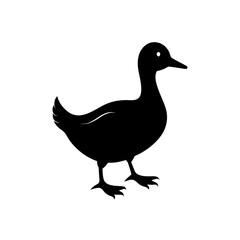 duck isolated on white