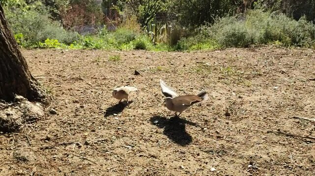 Pair of turtledoves in a park displaying territorial behavior