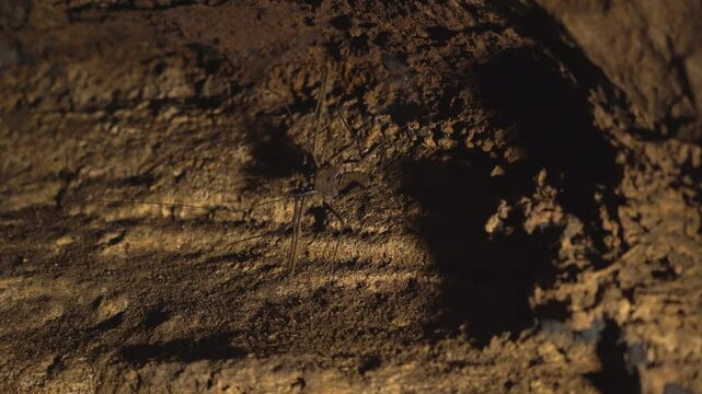 A tailless whip scorpion (Amblypygi) rests on a cave wall in a dim, rocky environment. This nocturnal arachnid is known for its long, whip-like front legs used for sensing the surroundtitled Project
