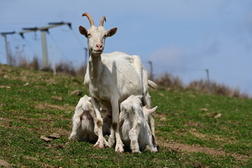 Obraz premium Verschiedene Ziegen auf der Frühlingsweide