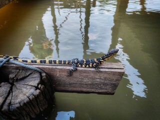 A monitor lizard clings to a wooden railing by the water's edge.