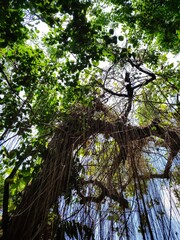 Vines are straight and hang down from the trees.