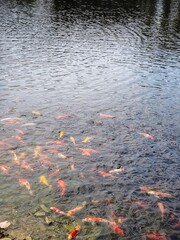 Koi fish swim in a pond with clear water.