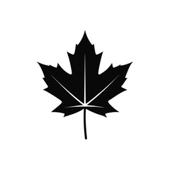 maple leaf isolated on white