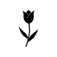 black and white tulip