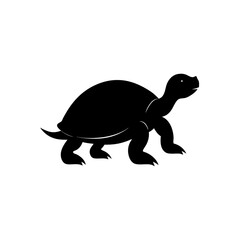 turtle on a white background