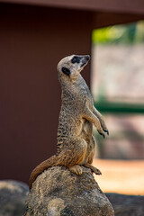 A meerkat standing on a rock, observing the environment with an alert posture. The image was...
