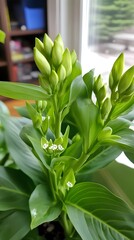 Obraz premium Green Plant with Tiny White Flowers Blooming