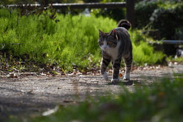 公園で歩いてくるベンガル模様の野良猫