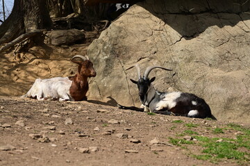 Verschiedene Ziegen auf der Frühlingsweide