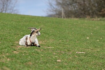 Verschiedene Ziegen auf der Frühlingsweide