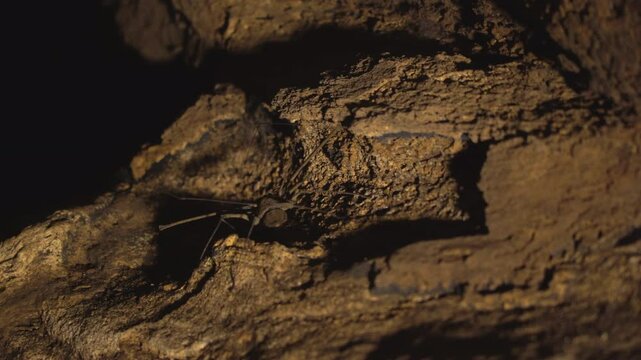 A tailless whip scorpion (Amblypygi) rests on a cave wall in a dim, rocky environment. This nocturnal arachnid is known for its long, whip-like front legs used for sensing the surroundtitled Project