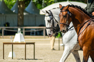 Equestrian riders on horseback during a competition, lusitano purebred. Dressage competition