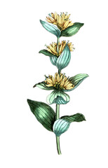 Gentiana lutea, Gelber Enzian, Nutzpflanze, Heilpflanze