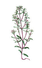 Satureja hortensis, Sommer-Bohnenkraut, Nutzpflanze, Heilpflanze