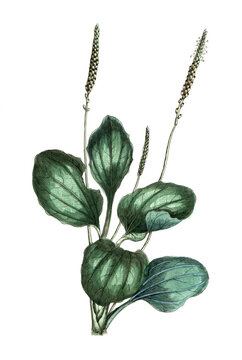 Plantago major, Breitwegerich, Nutzpflanze, Heilpflanze