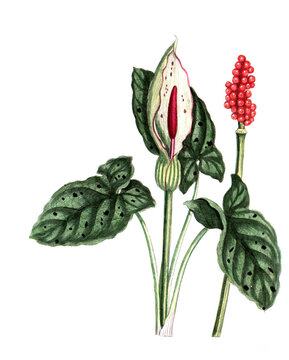 Arum maculatum, Gefleckter Aronstab, Nutzpflanze, Heilpflanze