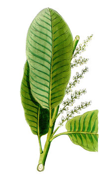 Semecarpus anacardium, Markfruchtbaum, auch Ostindischer Tintenbaum, Ostindischer Elefantenlausbaum, Ostindischer Merkfruchtbaum oder Malakkanussbaum, Nutzpflanze, Heilpflanze