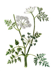 Phellandrium aquaticum, Großer Wasserfenchel, Nutzpflanze, Heilpflanze