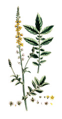 Agrimonia eupatoria, Gewöhnlicher Odermennig, Nutzpflanze, Heilpflanze