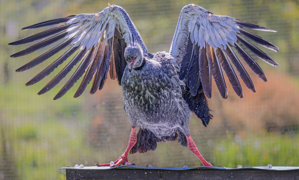 Close up of a Southern Screamer duck with wings spread and legs apart in human like pose