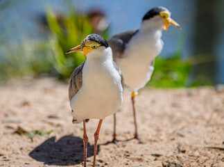 Close up of a masked Lapwing on shoreline surface