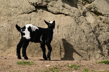 Verschiedene Ziegen auf der Frühlingsweide