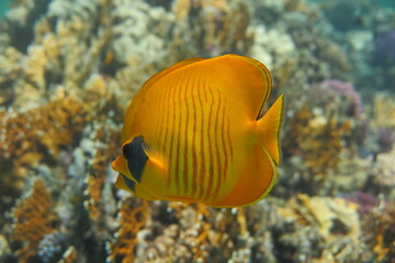 Red Sea | Marine Life | Egypt | Underwater | Scuba