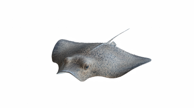 a close up of a stingray on a transparent background, PNG image, PNG file, Generative art.