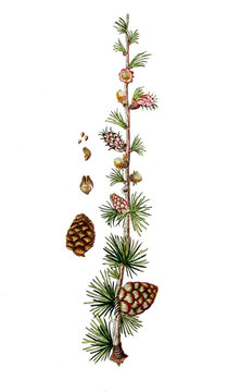 Pinus larix, Europ&auml;ische L&auml;rche, Nutzpflanze, Heilpflanze